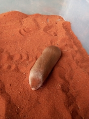 Amblysomus hottentotus