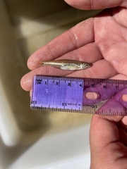 Notropis atrocaudalis