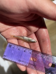 Notropis atrocaudalis