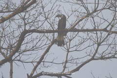 Anorrhinus galeritus