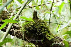 Zoothera marginata