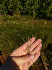 Digitaria violascens