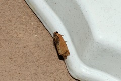 Cryptophlebia ombrodelta