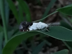 Ponometia corrientes