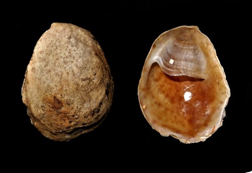 Crepidula gibbosa, 2011-08-11