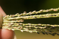 Digitaria violascens