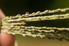 Digitaria violascens
