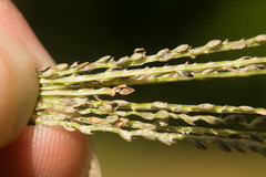 Digitaria violascens