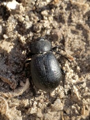 Stenomorpha puncticollis