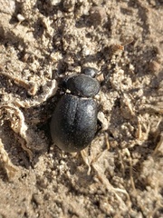 Stenomorpha puncticollis