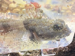 Artedius notospilotus