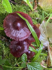 Cortinarius smithii