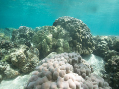 Porites evermanni