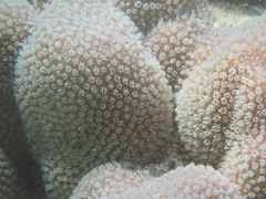 Porites evermanni