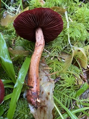 Cortinarius smithii