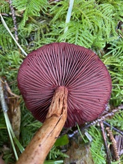 Cortinarius smithii