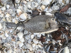 Acanthostracion polygonium