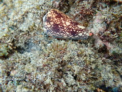 Conus purus