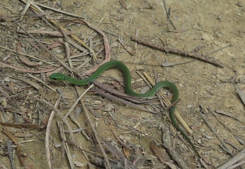 Photo of a Greater Green Snake (Ptyas major)