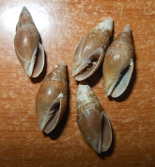 Episcomitra cornicula