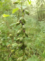 Epipactis helleborine
