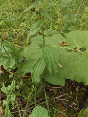 Epipactis helleborine