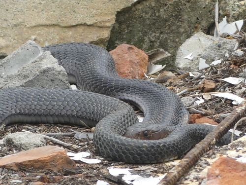 Photo of a Chinese Cobra (Naja atra)