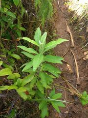 Pluchea carolinensis