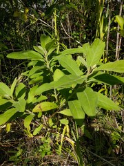 Pluchea carolinensis