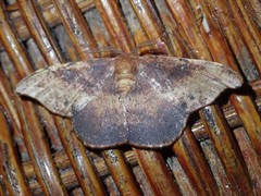Oreta carnea