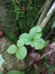 Dioscorea pentaphylla