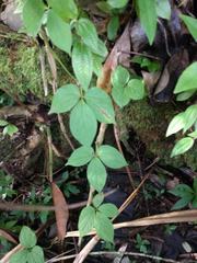 Dioscorea pentaphylla