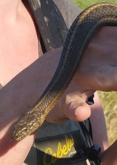 Thamnophis gigas