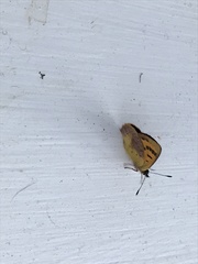 Lycaena enysii