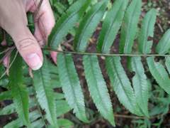Diplazium esculentum