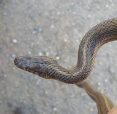 Thamnophis gigas