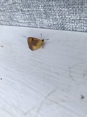 Lycaena enysii