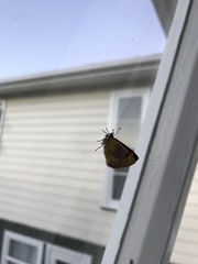 Lycaena enysii