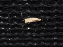 Cryptophlebia ombrodelta