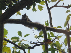 Callosciurus erythraeus styani