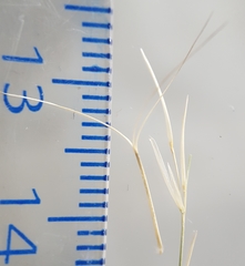 Aristida adscensionis