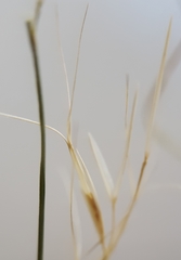 Aristida adscensionis