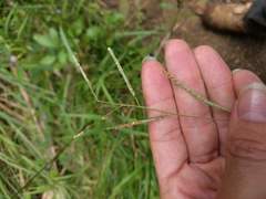 Paspalum scrobiculatum