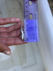 Lythrurus umbratilis