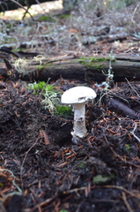 Amanita smithiana