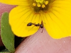 Monomorium ergatogyna