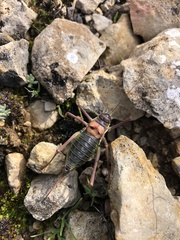 Parasteropleurus perezii