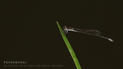 Argiocnemis rubescens