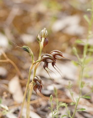 Pterostylis cheraphila