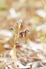 Pterostylis cheraphila
